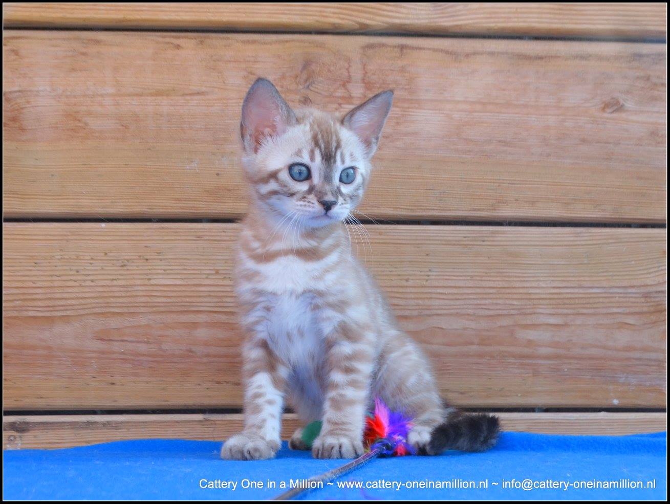 cattery one in a million- lotus