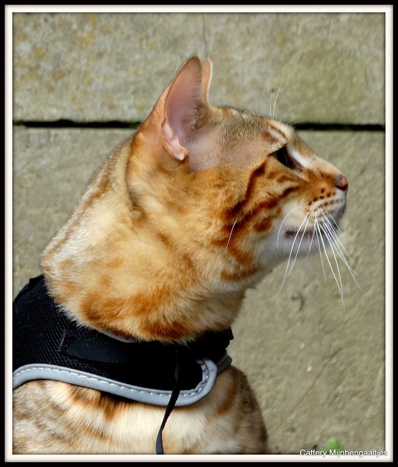 Cattery One in a Million