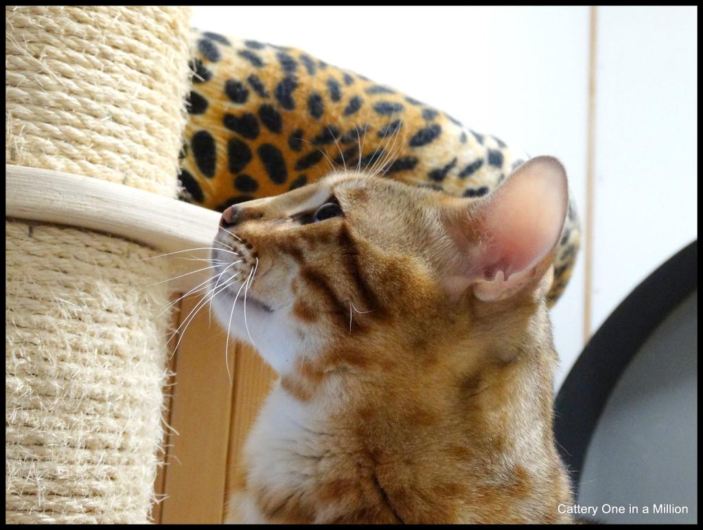 Cattery One in a Million