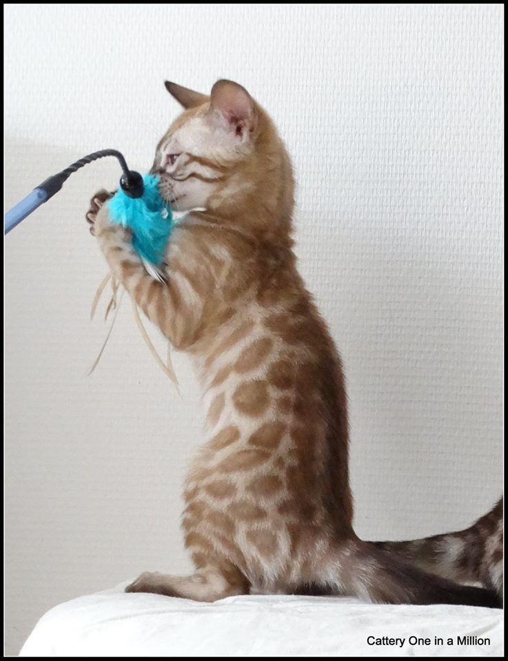 cattery one in a million- lotus