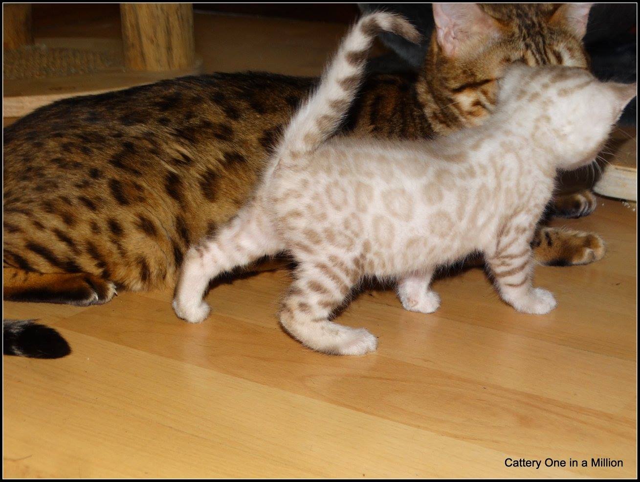 cattery one in a million- Yelana