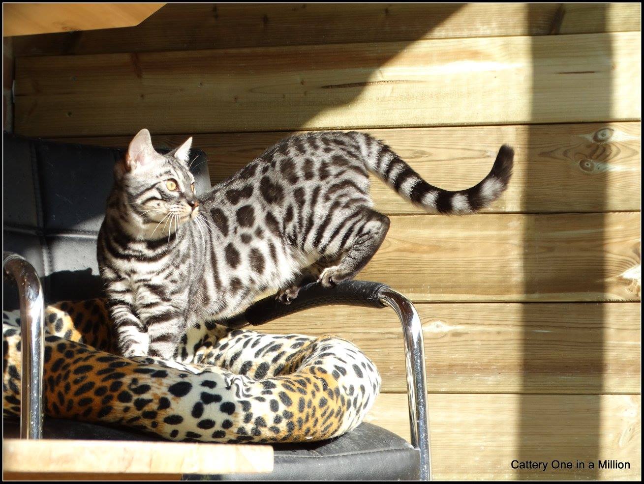 cattery one in a million - de zilverbengaal