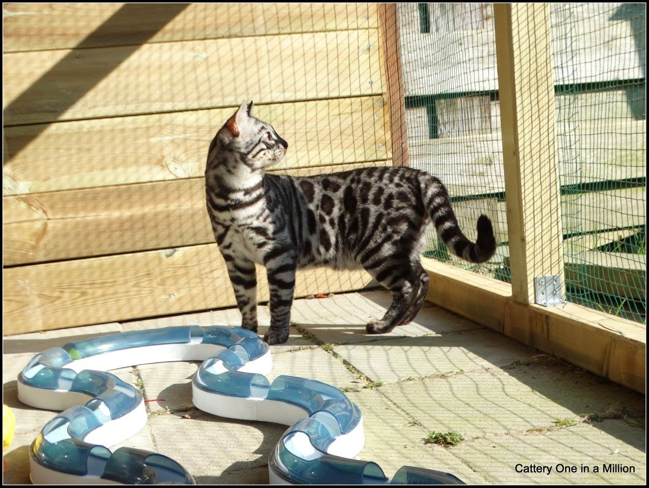 cattery one in a million - Topaz