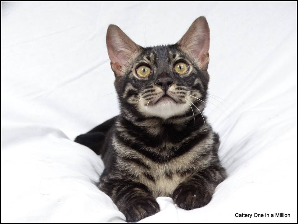cattery one in a million - de zilverbengaal