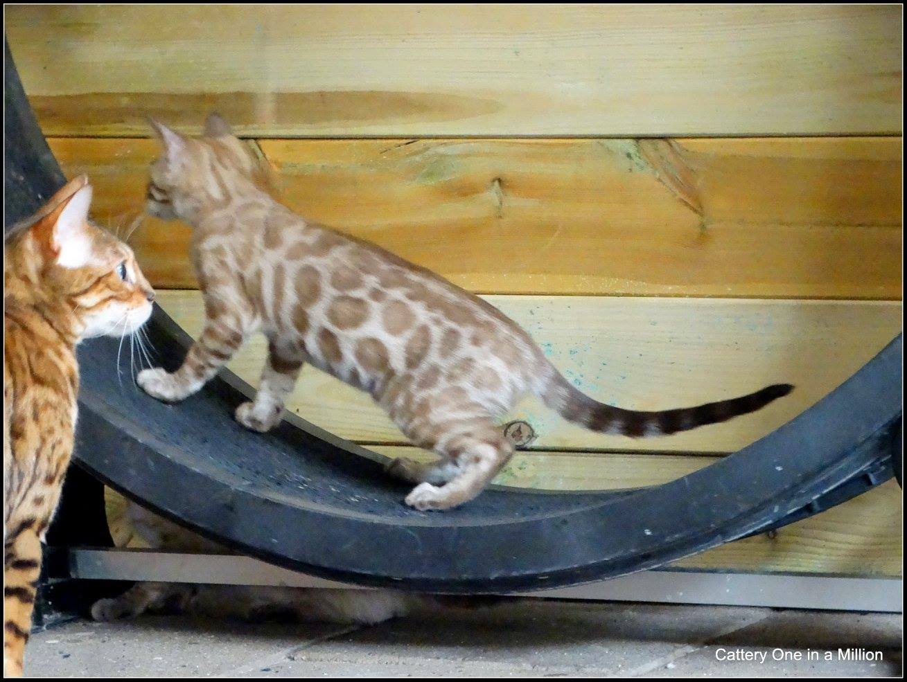 cattery one in a million- lotus