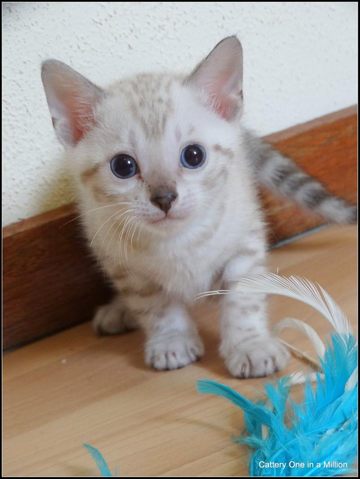 cattery one in a million- Yelana