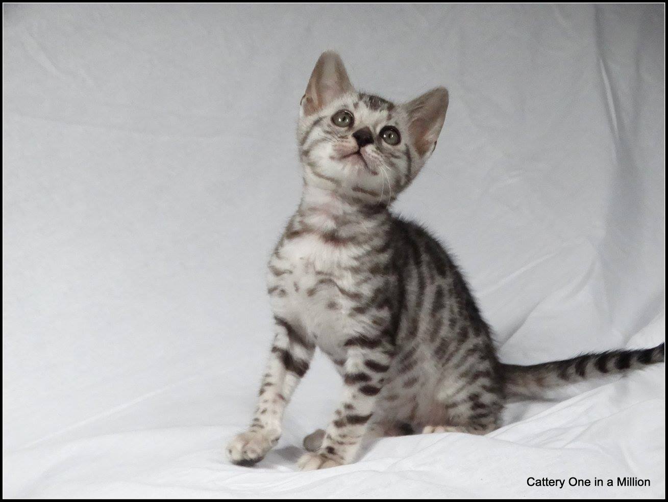 cattery one in a million - Jazz