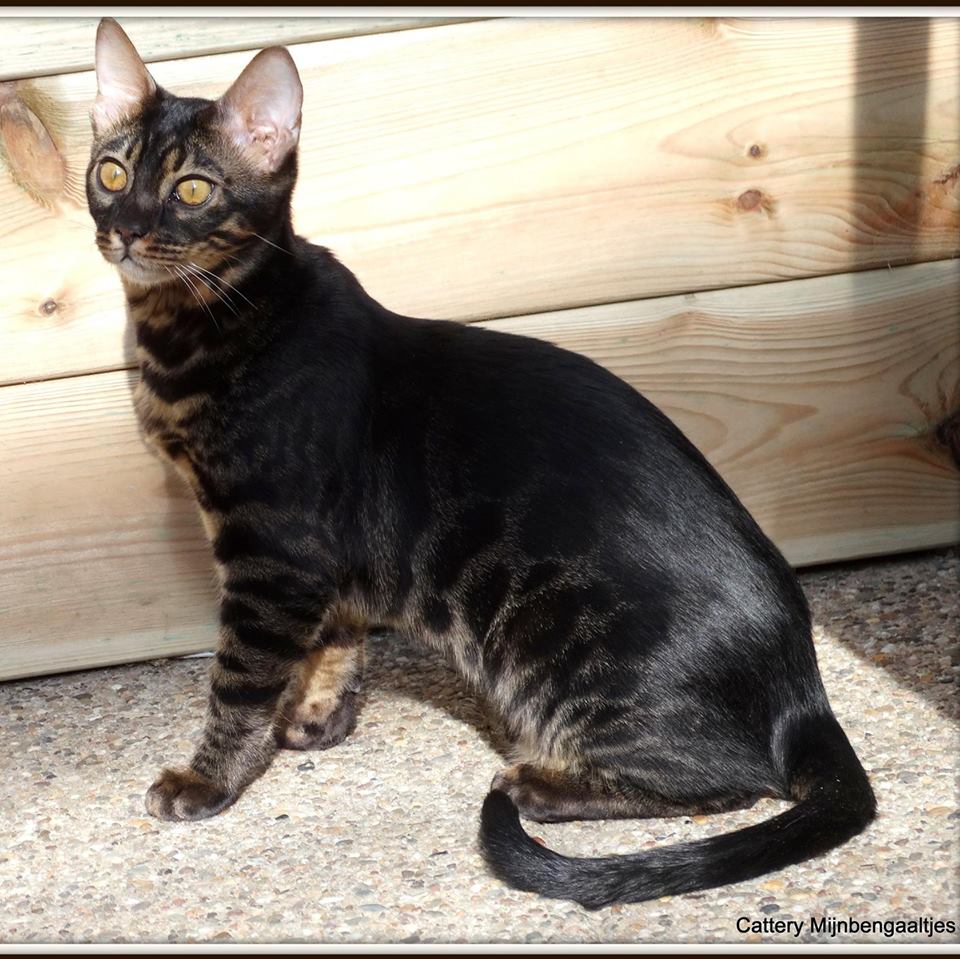 cattery One in a Million