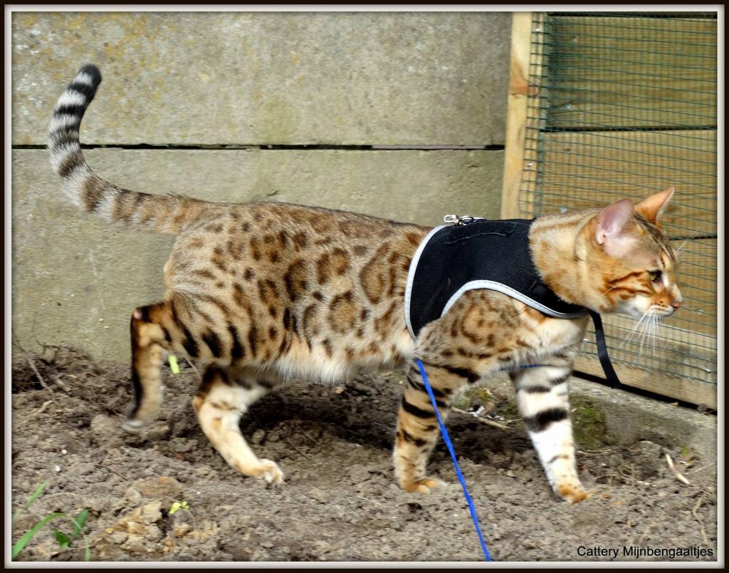 Cattery One in a Million