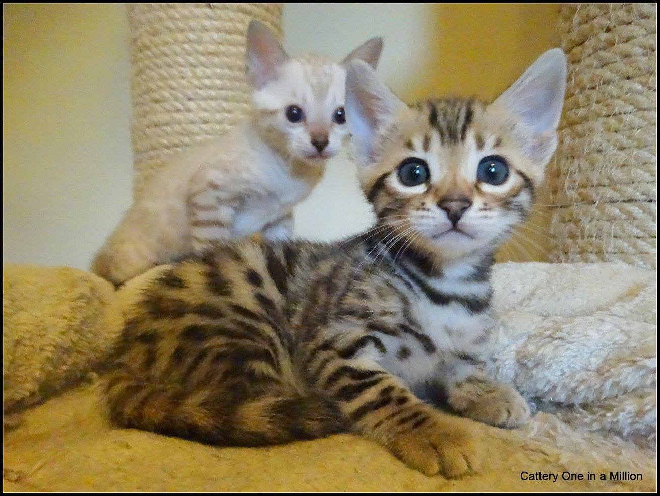 cattery one in a million- whisper