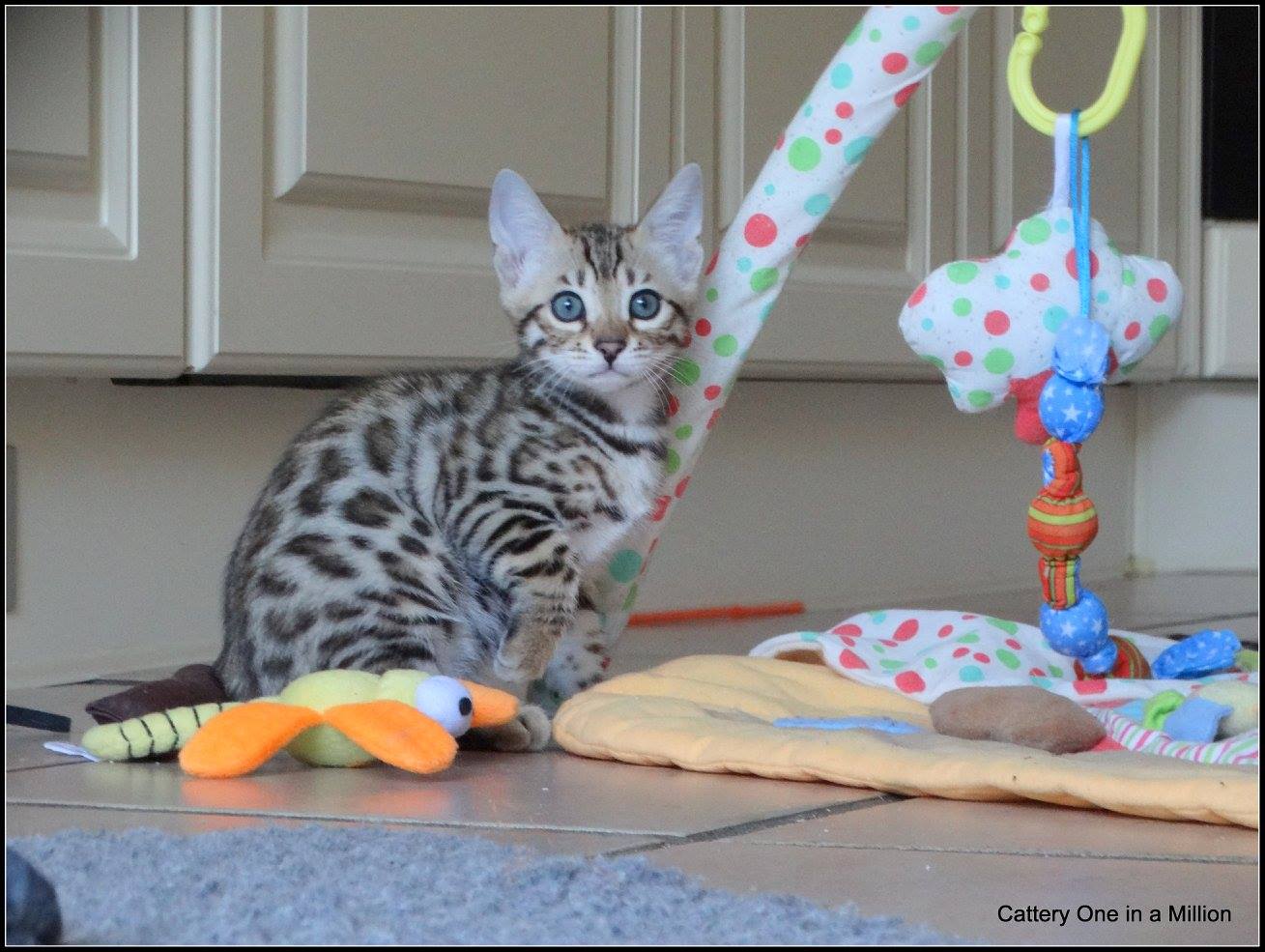 cattery one in a million- whisper