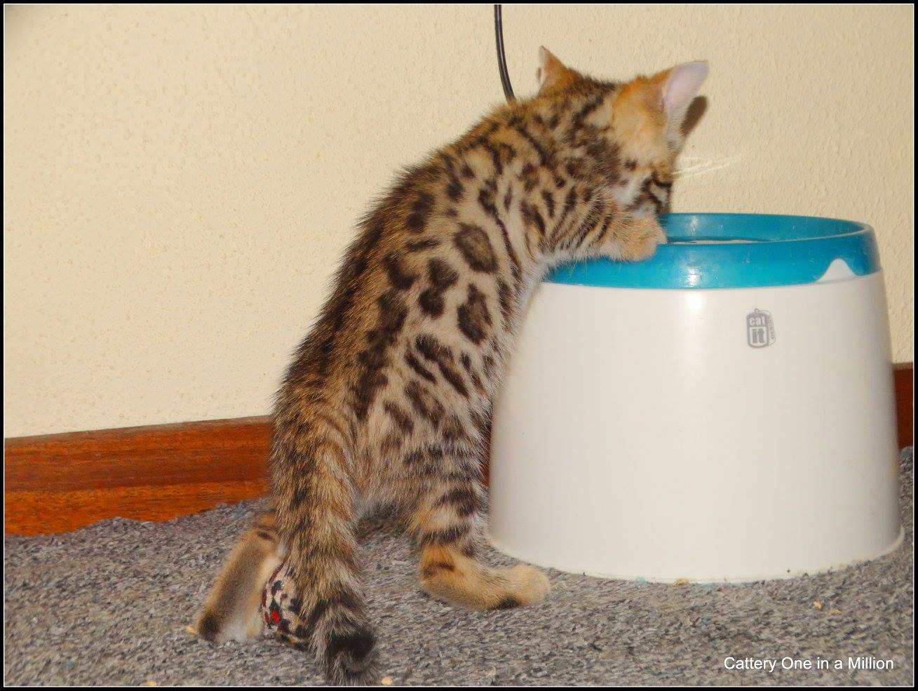 cattery one in a million- whisper