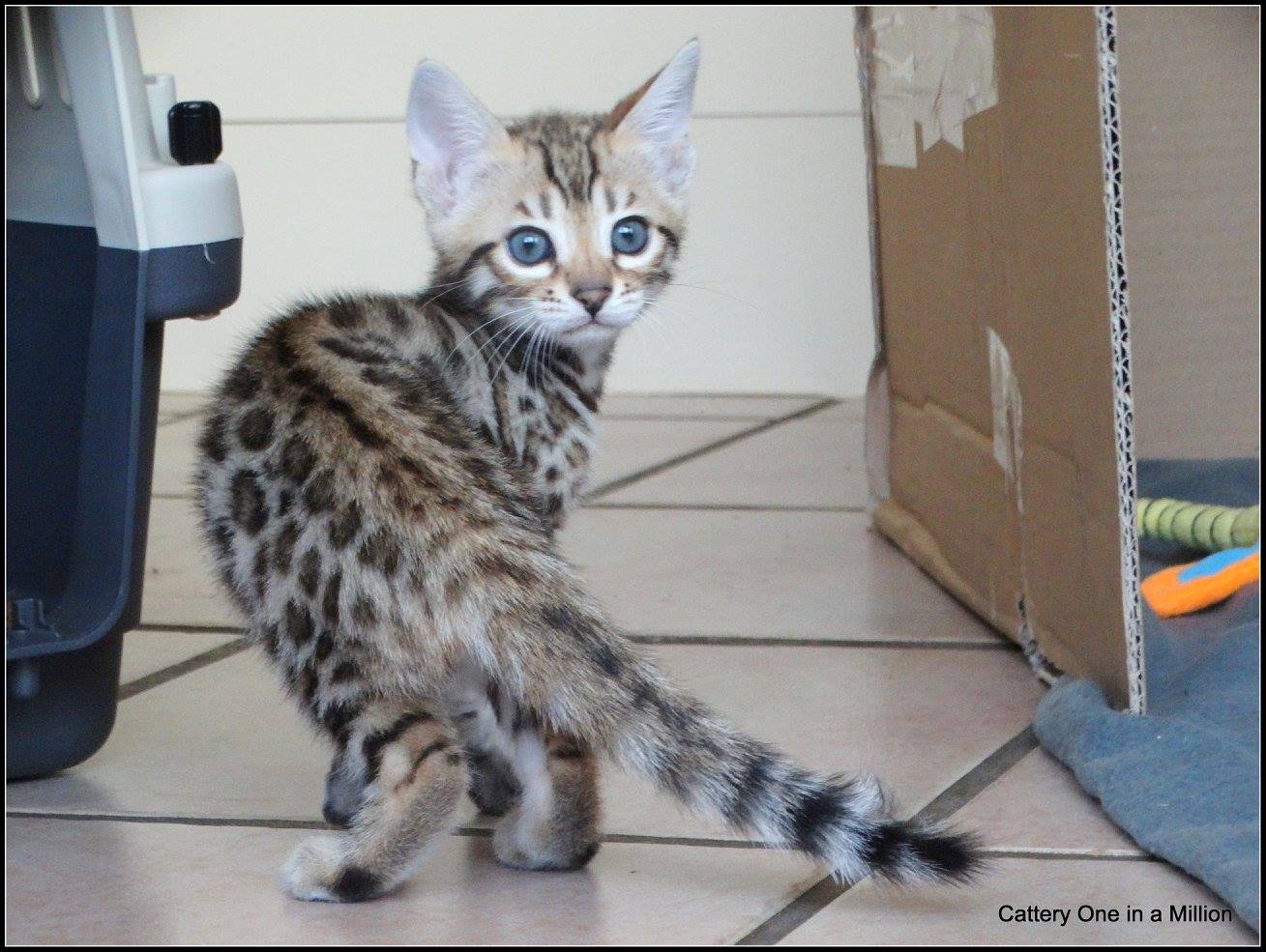 cattery one in a million- whisper