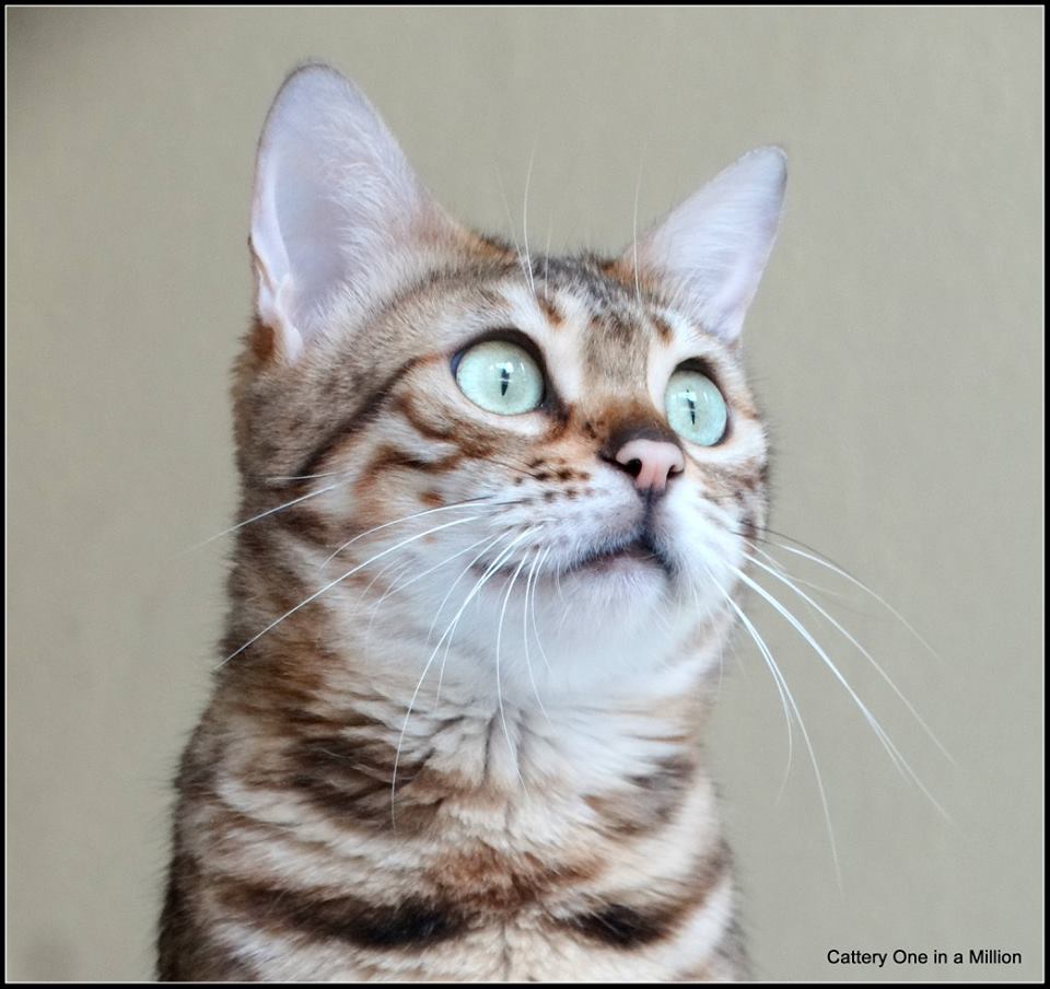 cattery One ina  Million