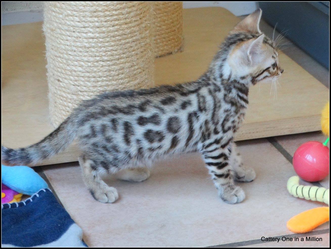 cattery one in a million- whisper