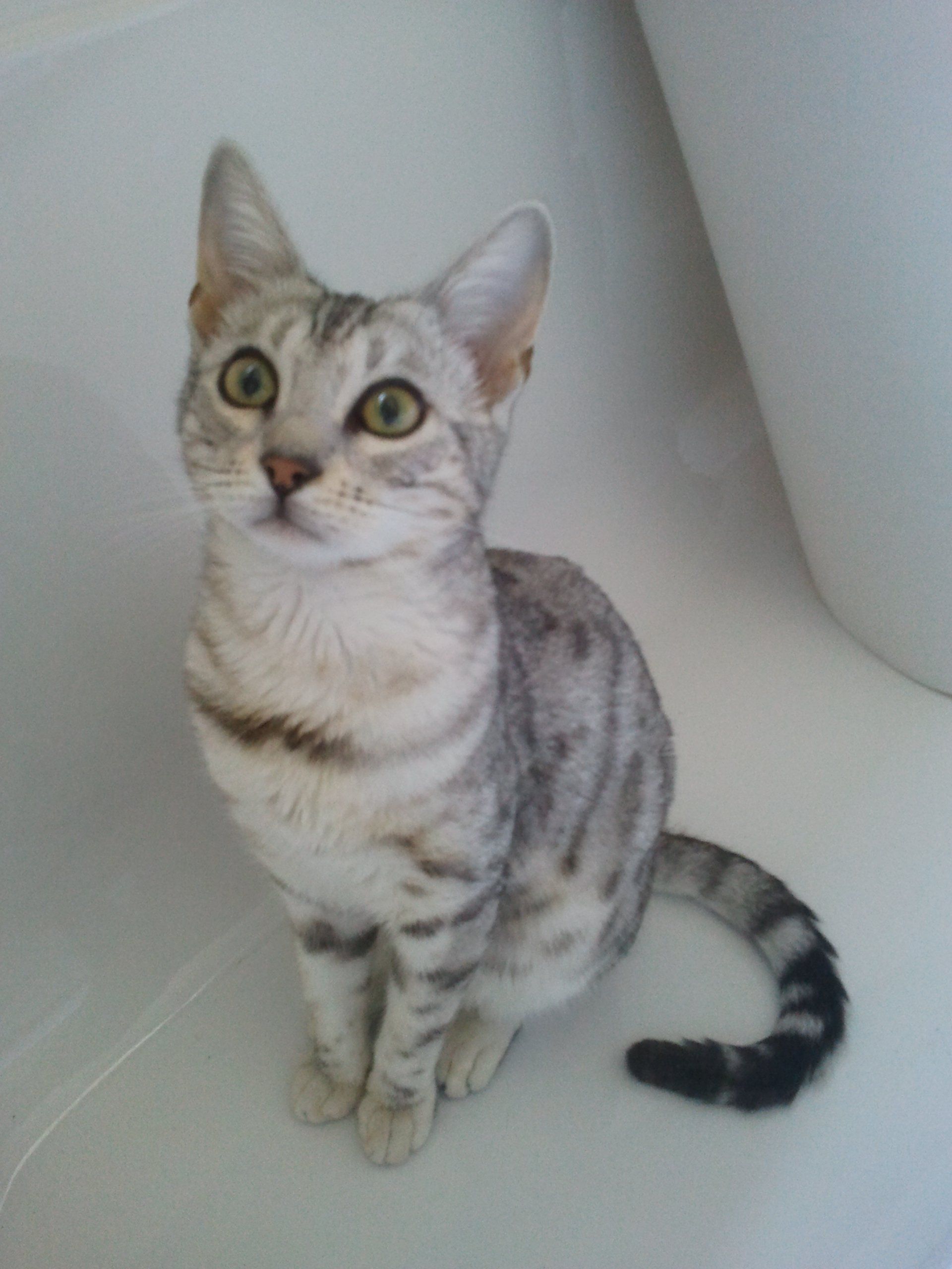 cattery one in a million- earendil