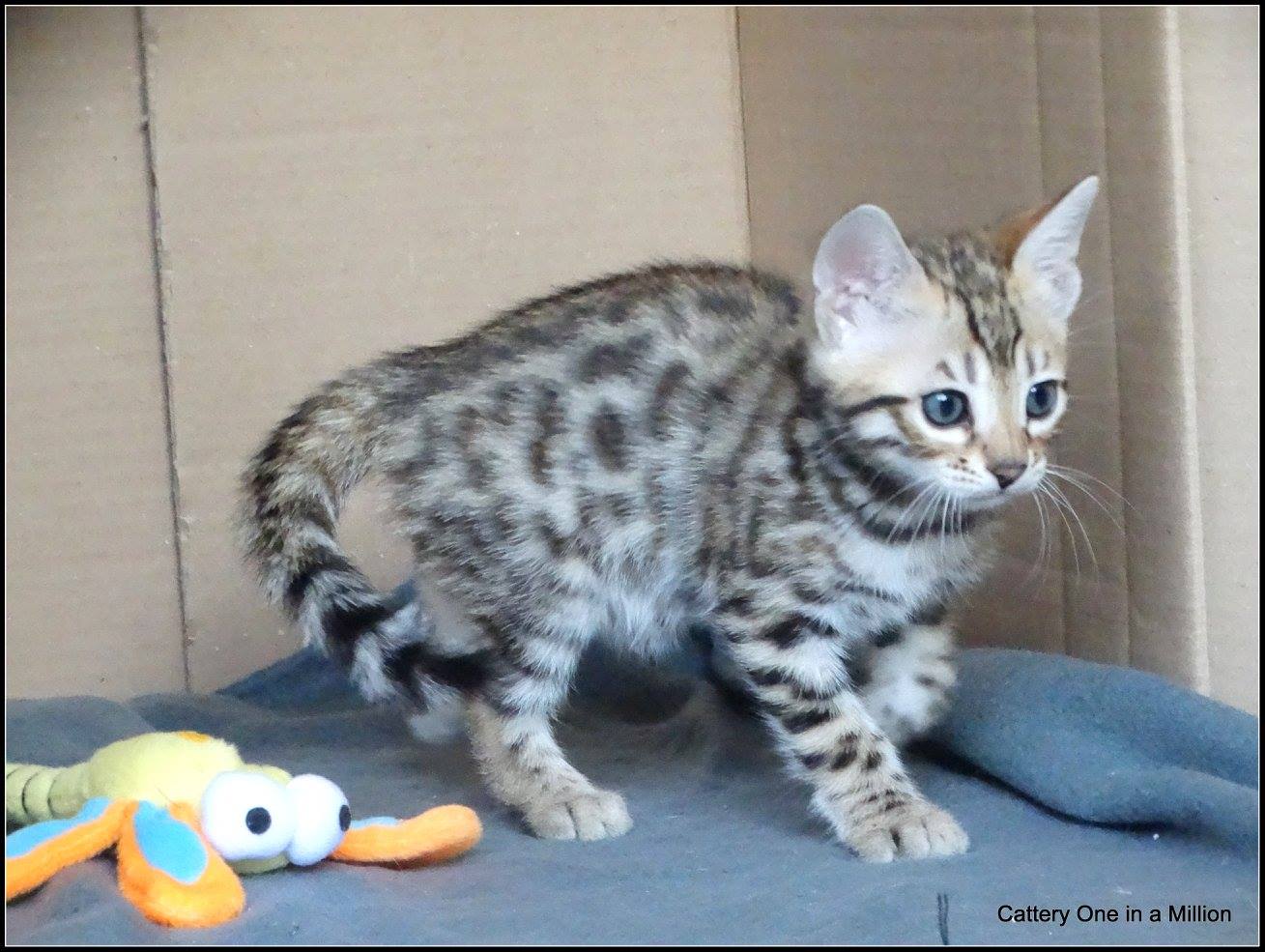 cattery one in a million- whisper