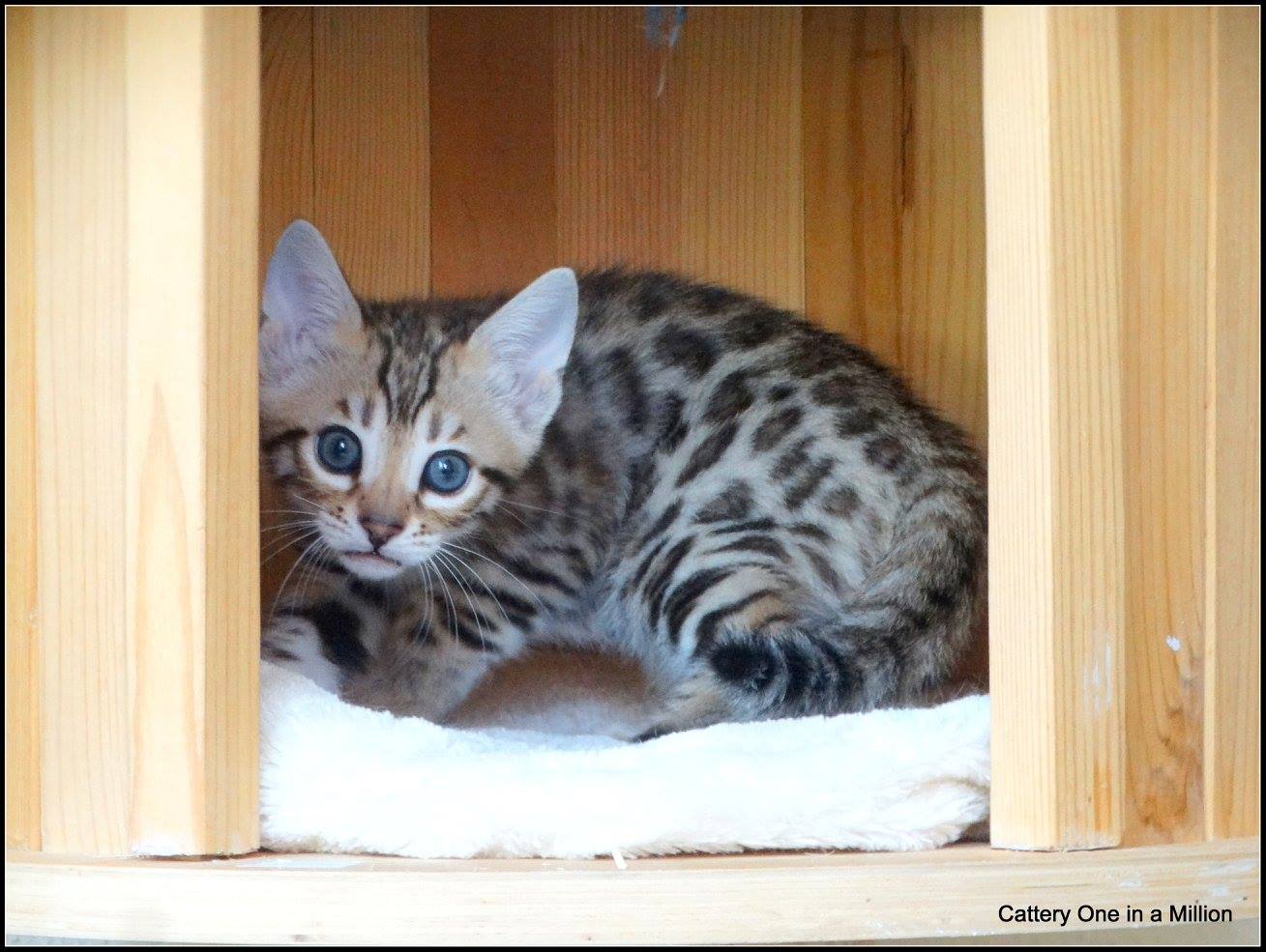 cattery one in a million- whisper