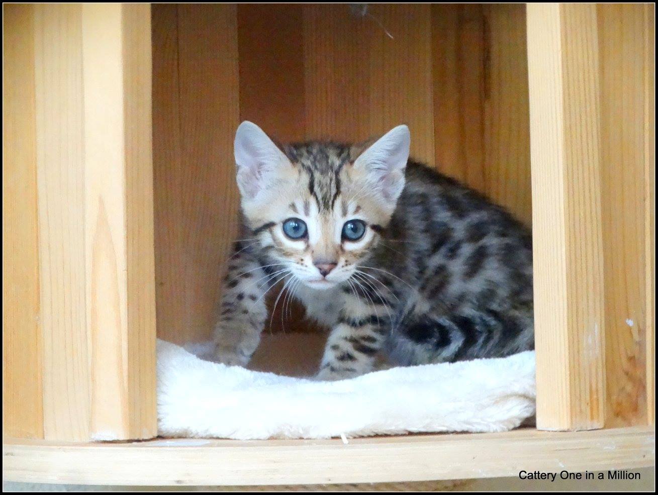 cattery one in a million- whisper