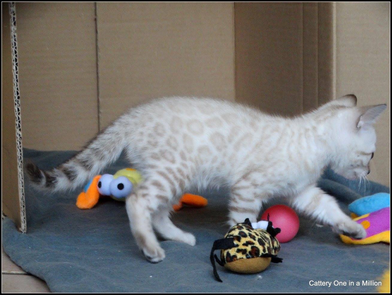 cattery one in a million- Yelana