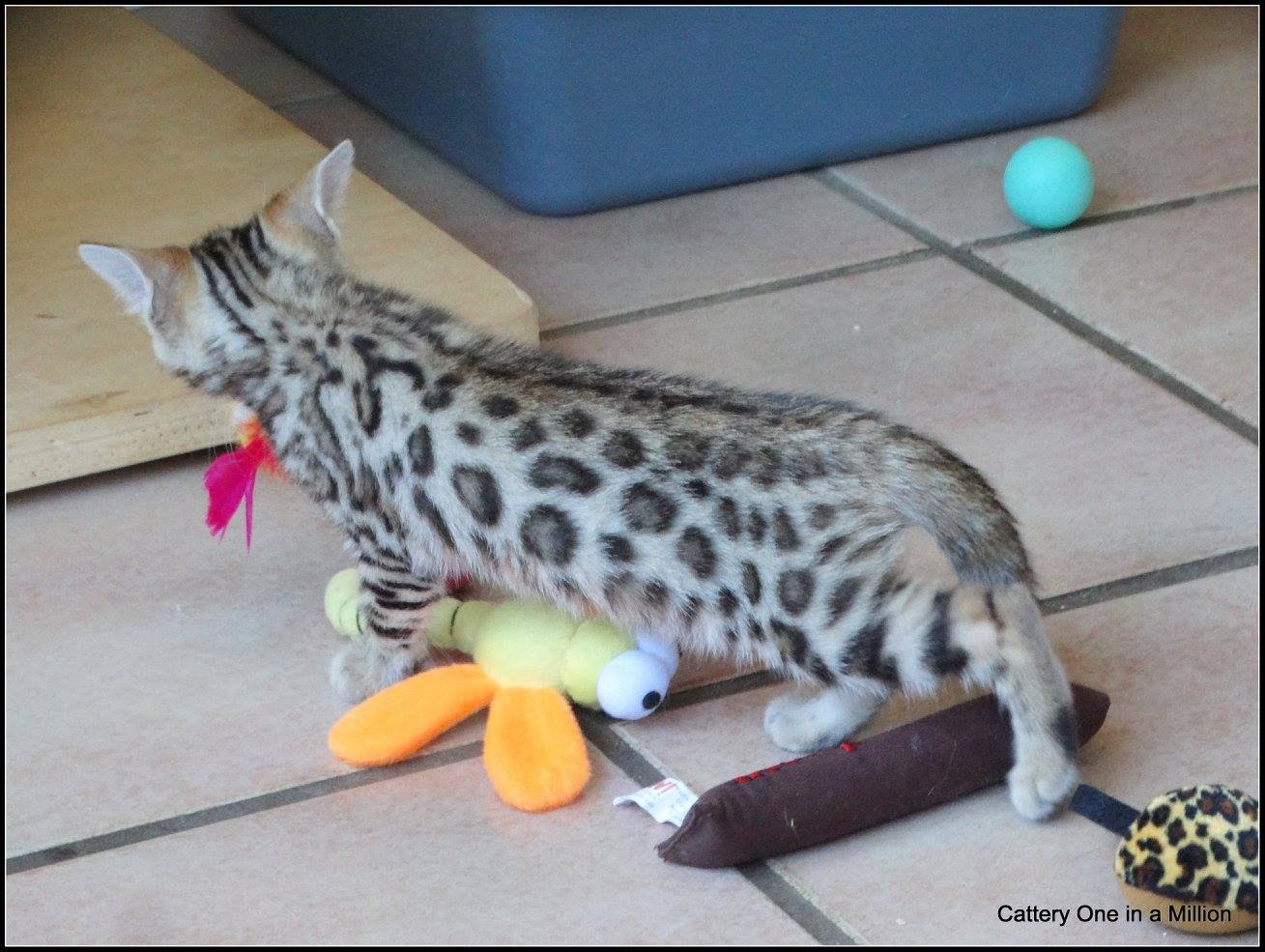 cattery one in a million- whisper