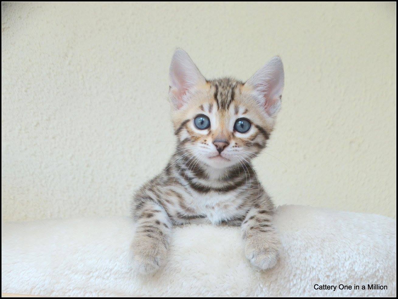 cattery one in a million- whisper