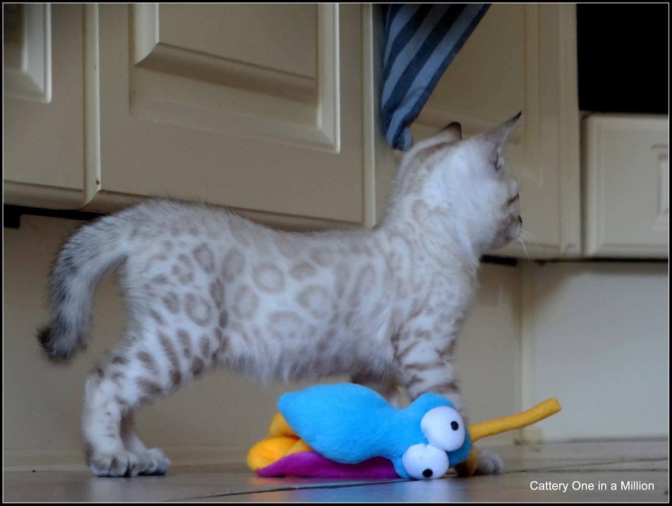 cattery one in a million- Yelana