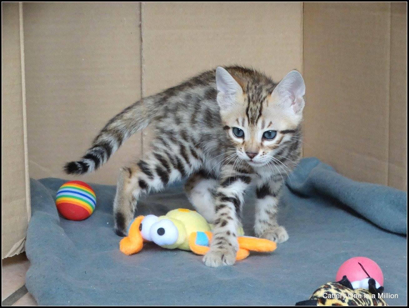 cattery one in a million- whisper