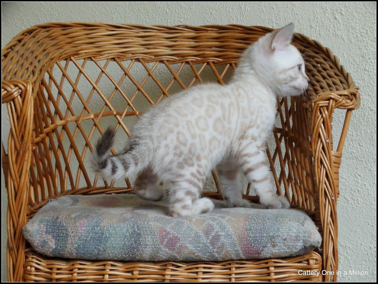 cattery one in a million- Yelana