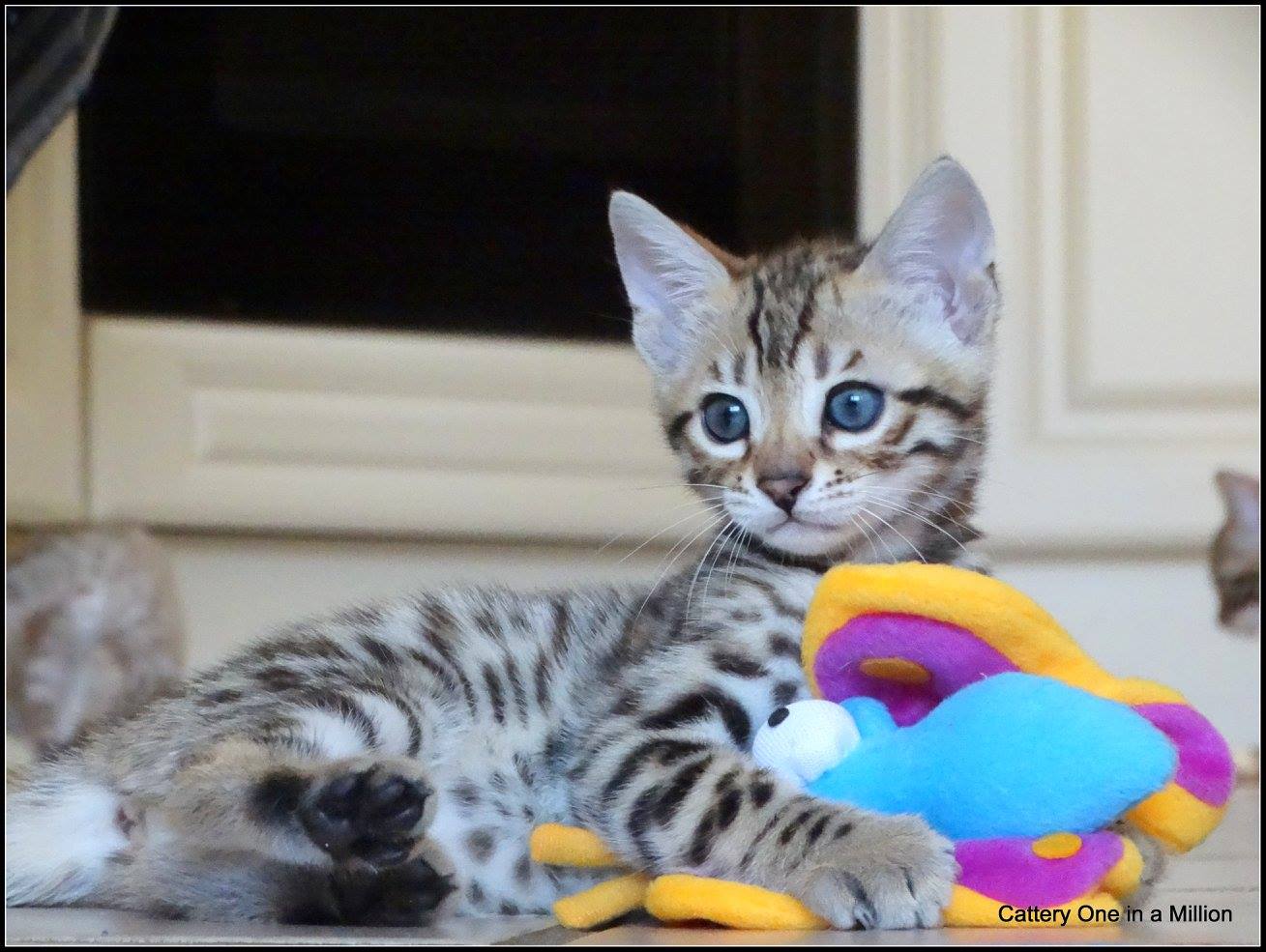 cattery one in a million- whisper