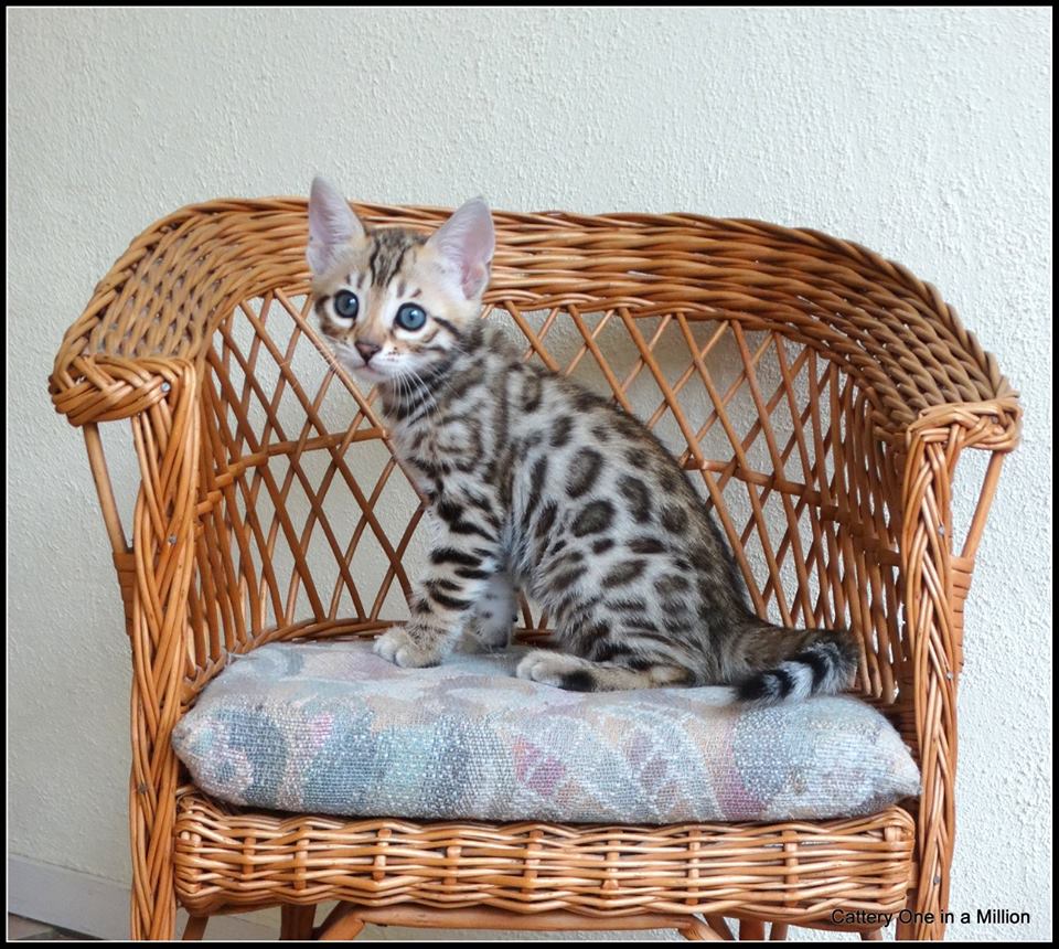 cattery one in a million- whisper