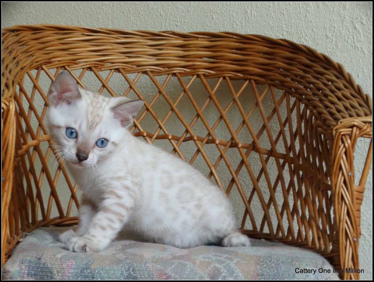 cattery one in a million- Yelana