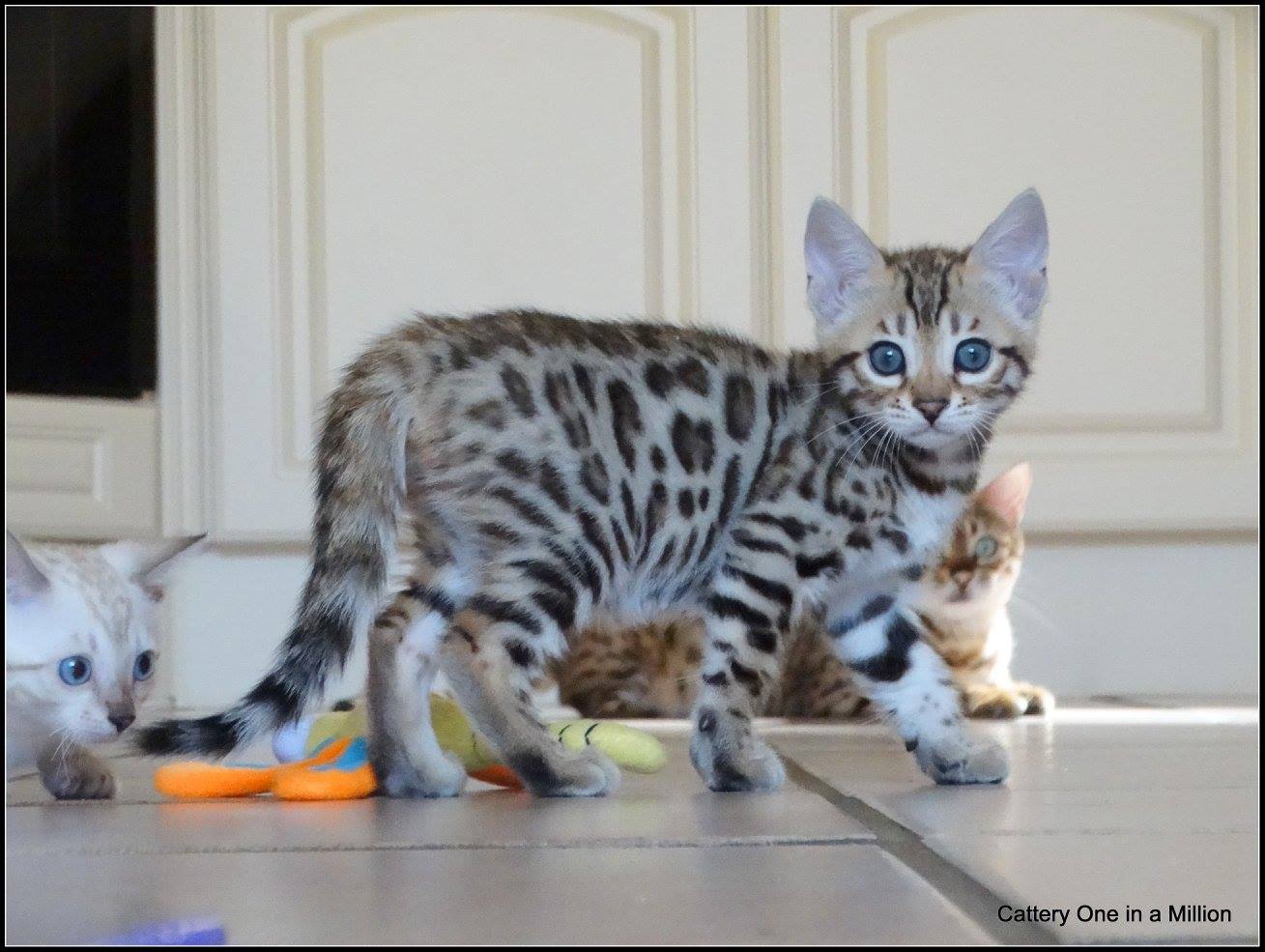 cattery one in a million- whisper