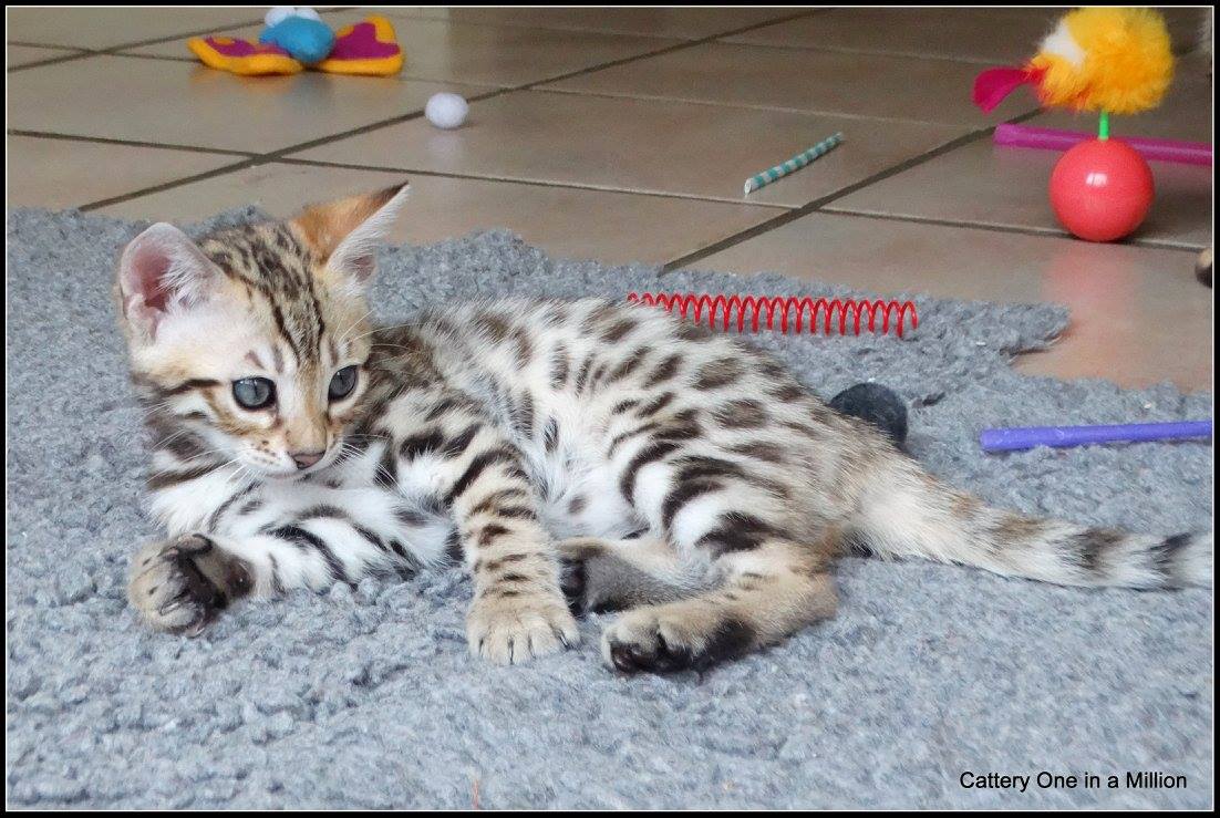 cattery one in a million- whisper