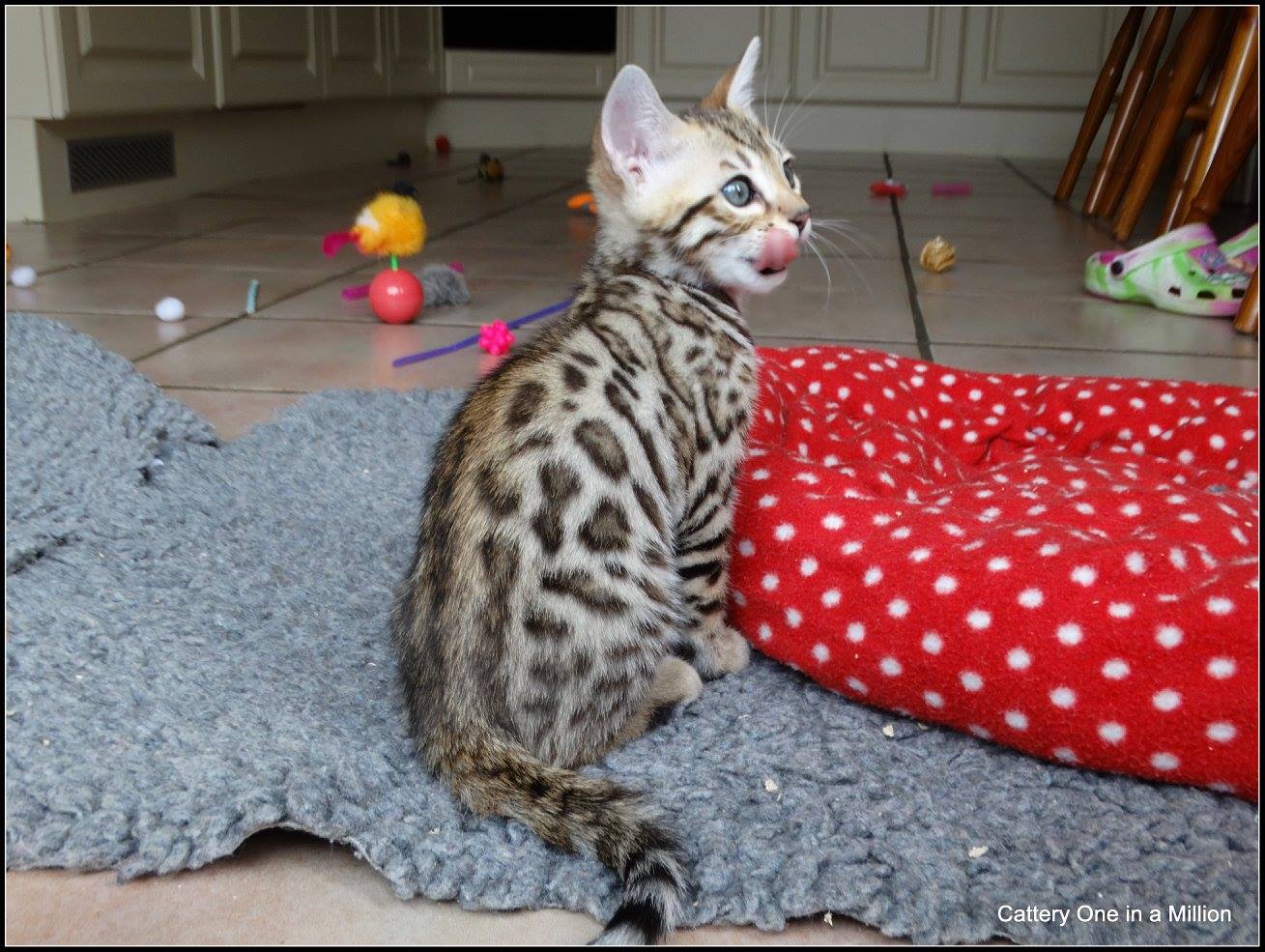 cattery one in a million- whisper