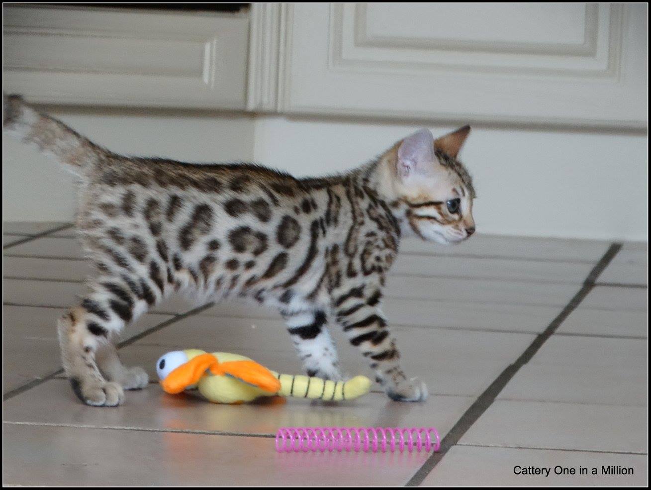 cattery one in a million- whisper