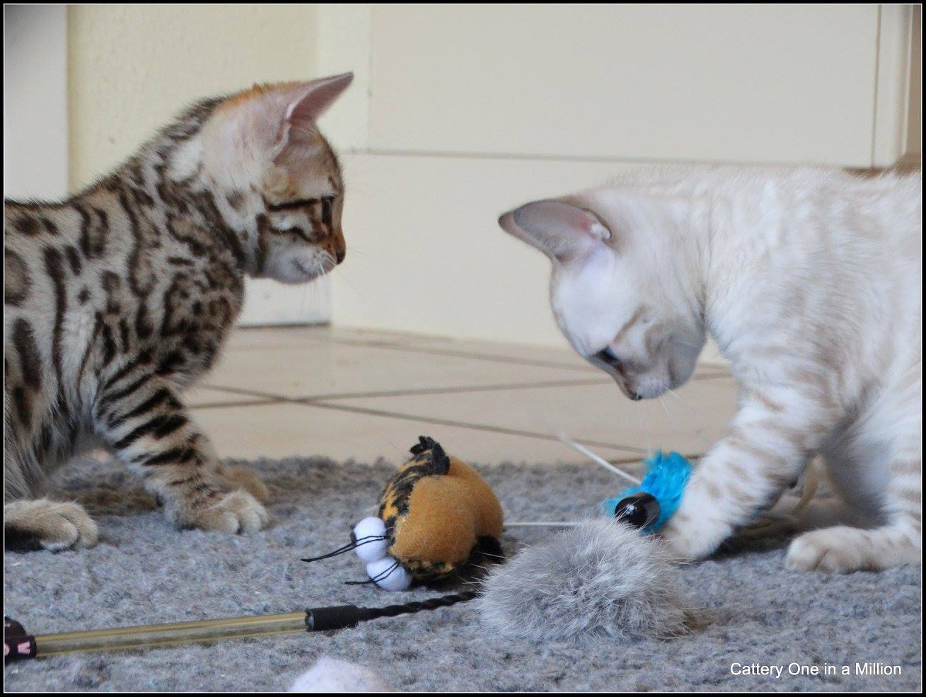 cattery one in a million- Yelana