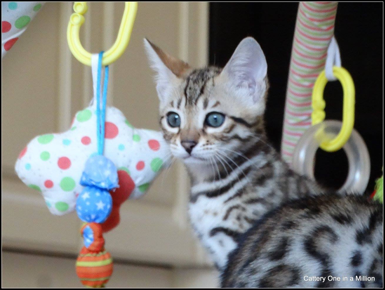 cattery one in a million- whisper