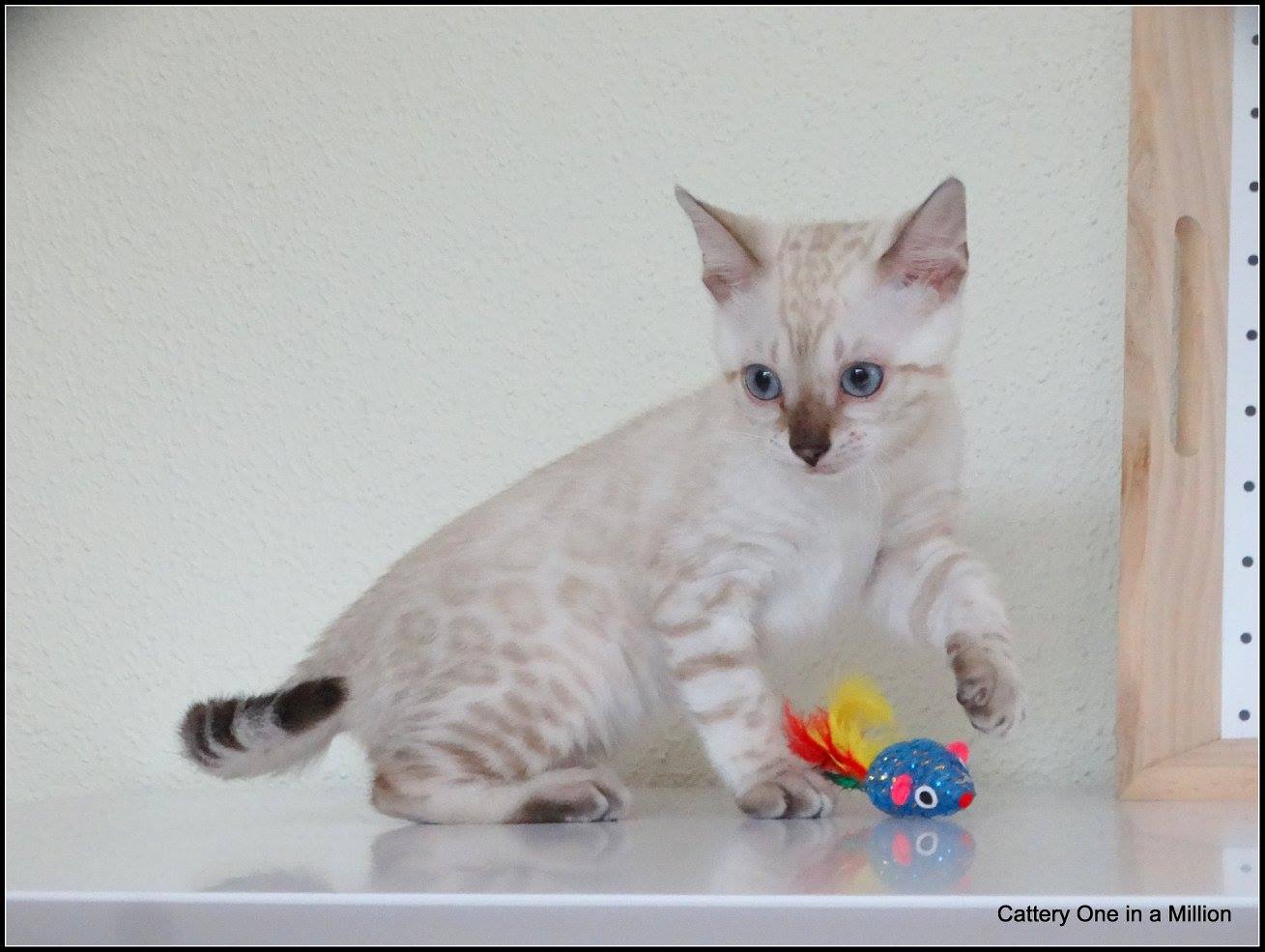 cattery one in a million- Yelana