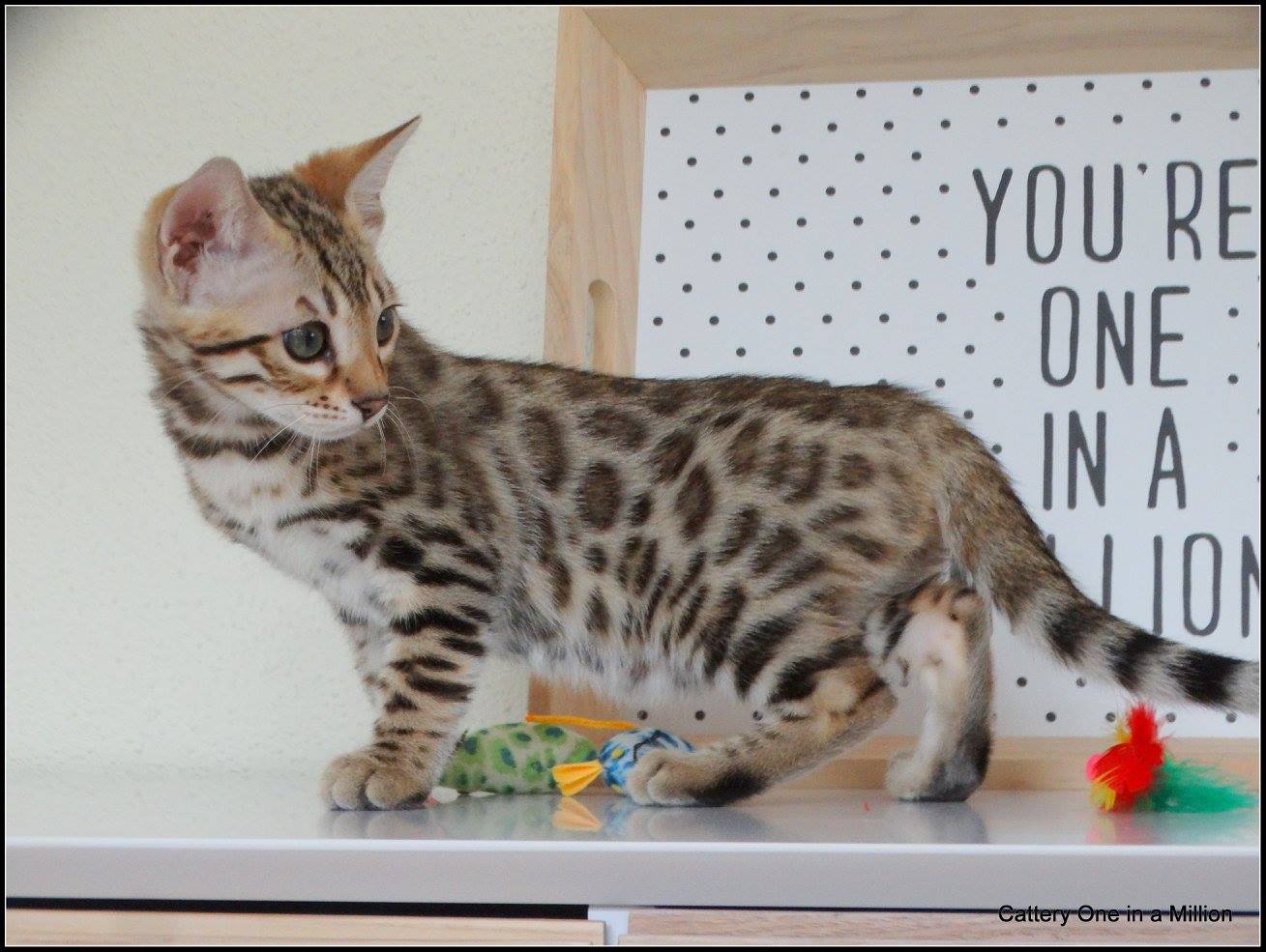 cattery one in a million- whisper