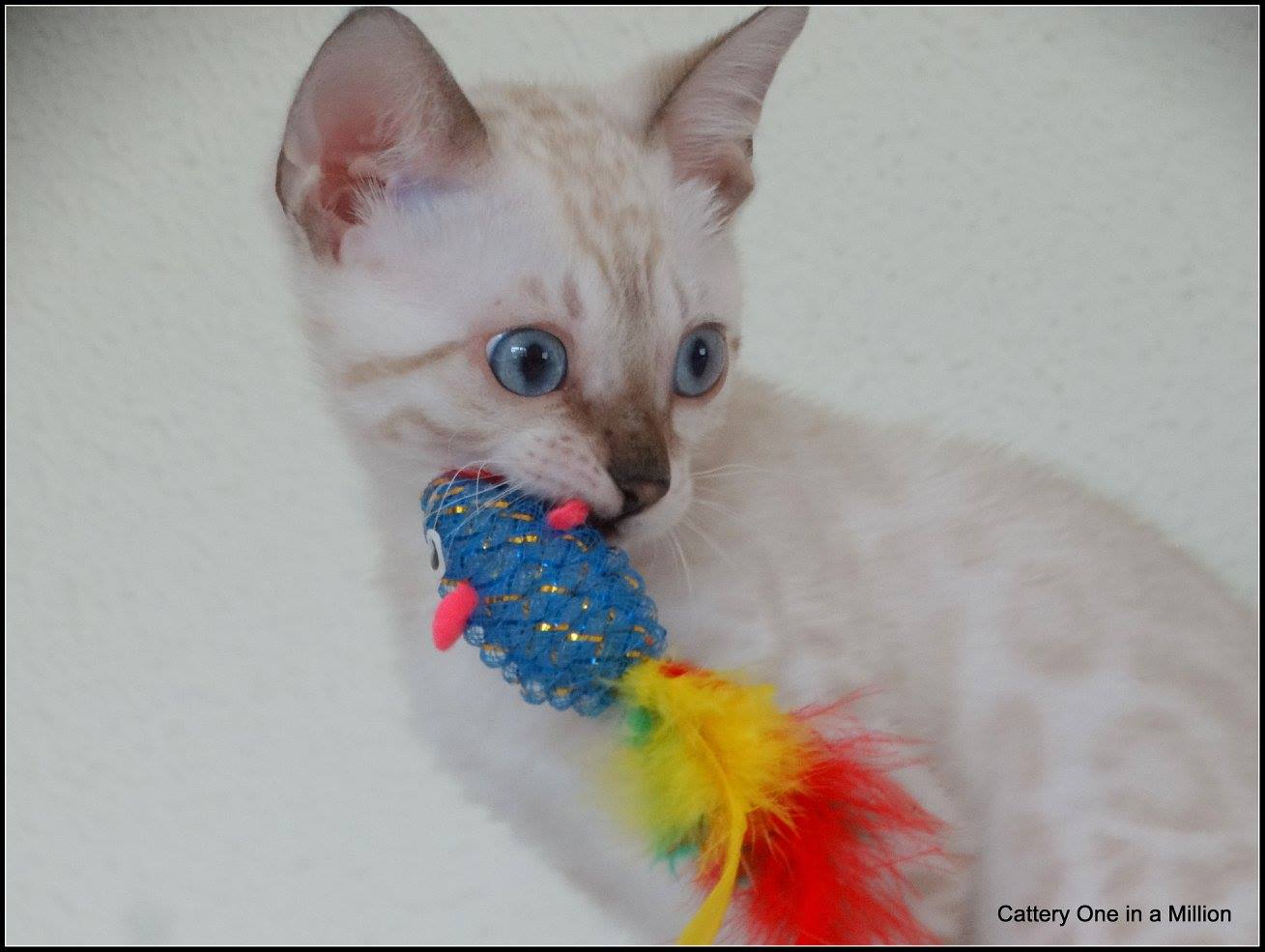 cattery one in a million- Yelana