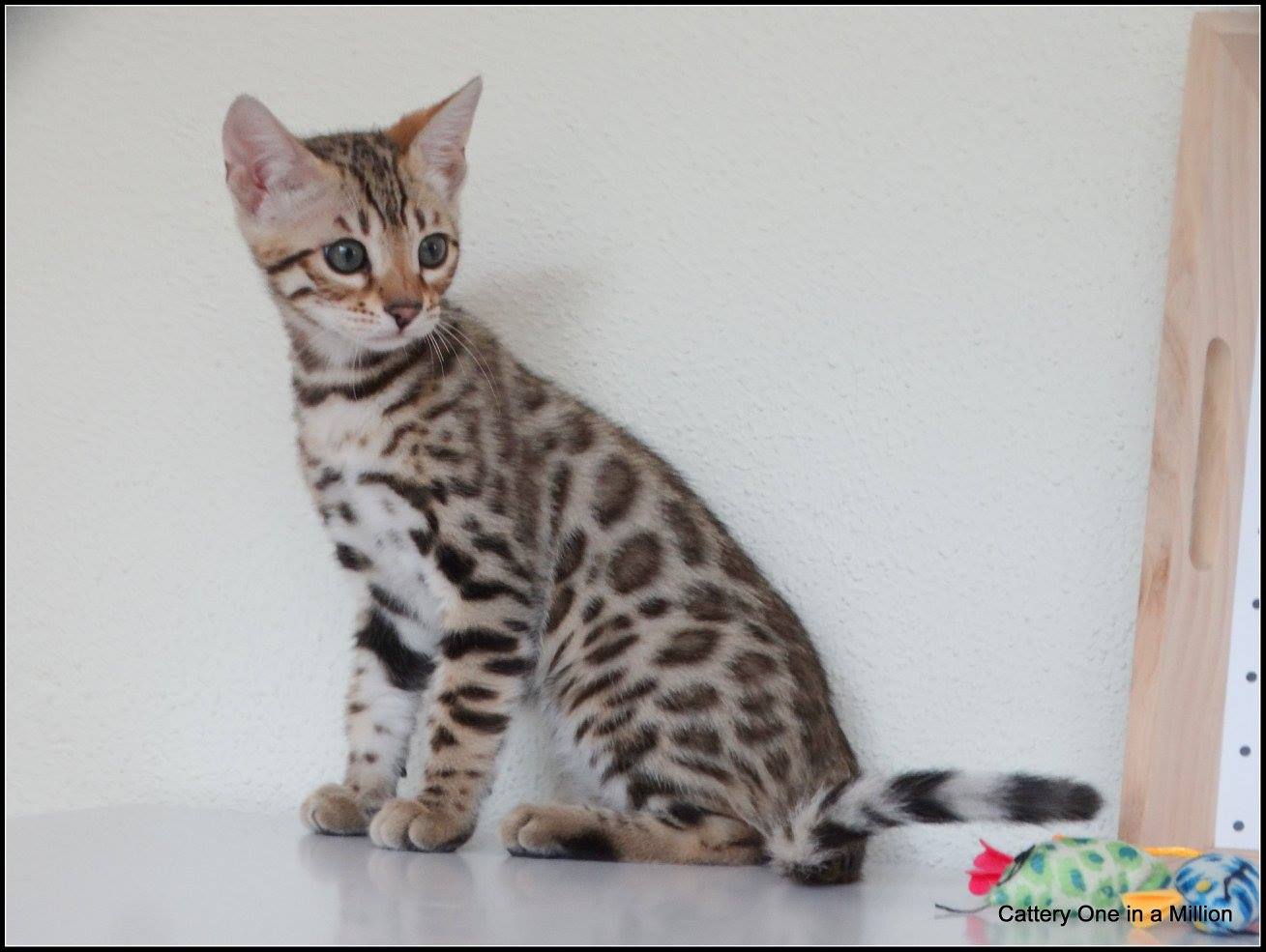 cattery one in a million- whisper