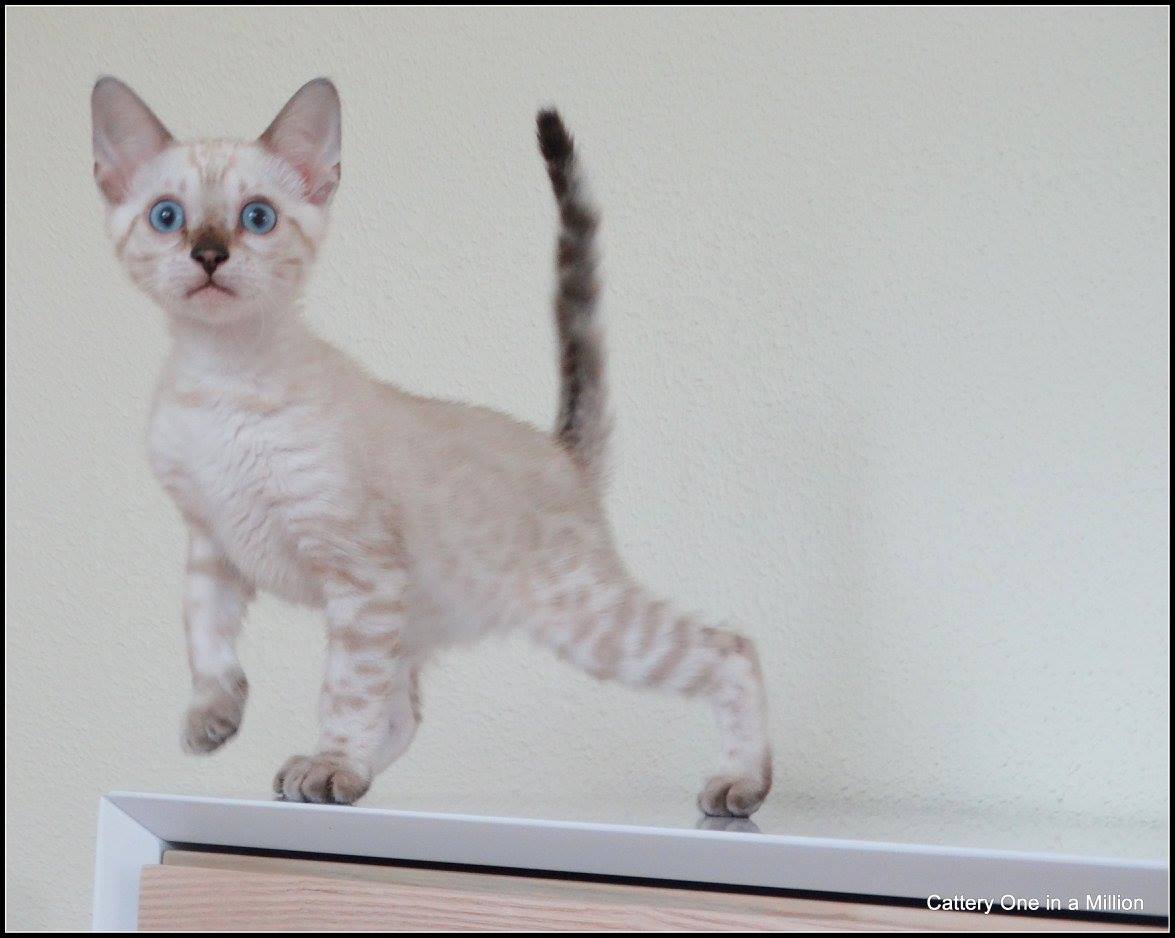 cattery one in a million- Yelana