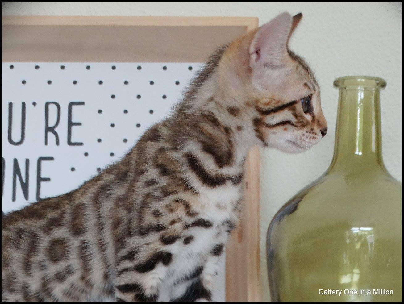 cattery one in a million- whisper