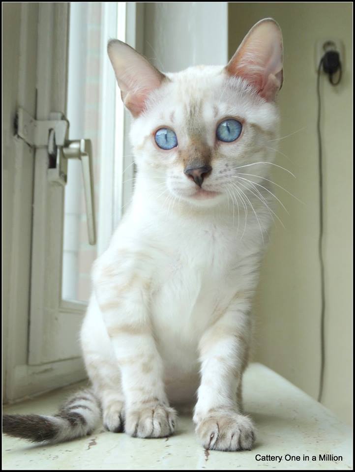 cattery one in a million- Yelana