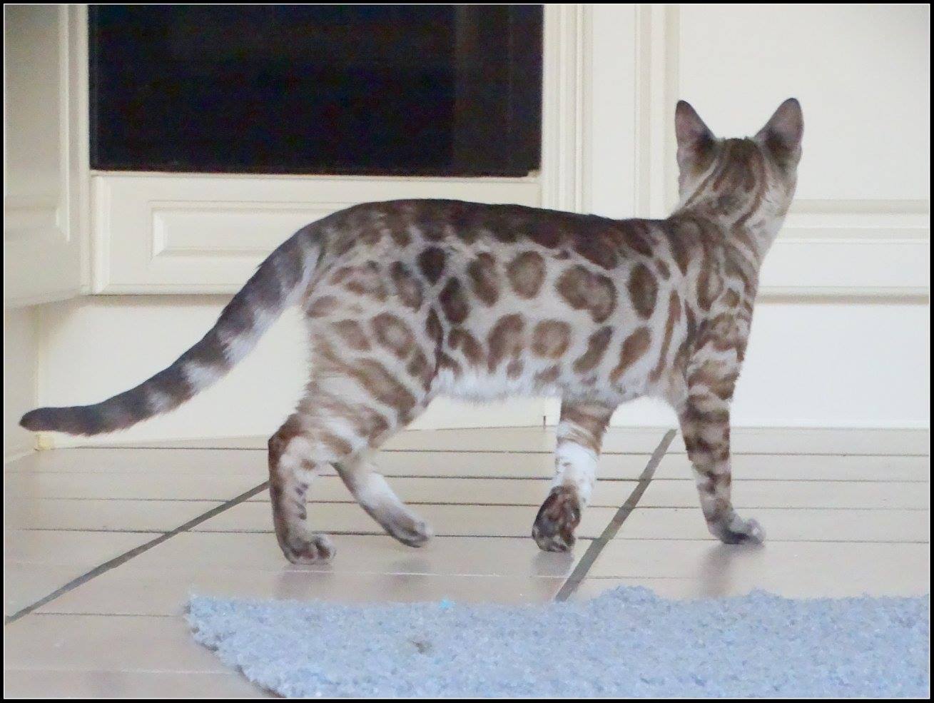 cattery one in a million- lotus