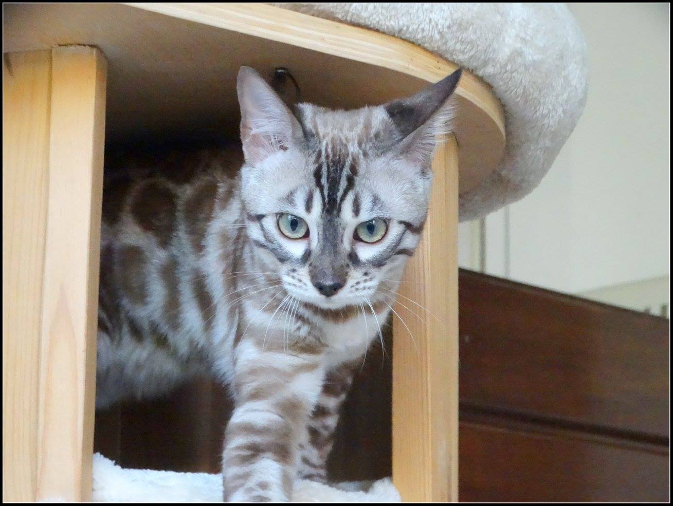 cattery one in a million- lotus