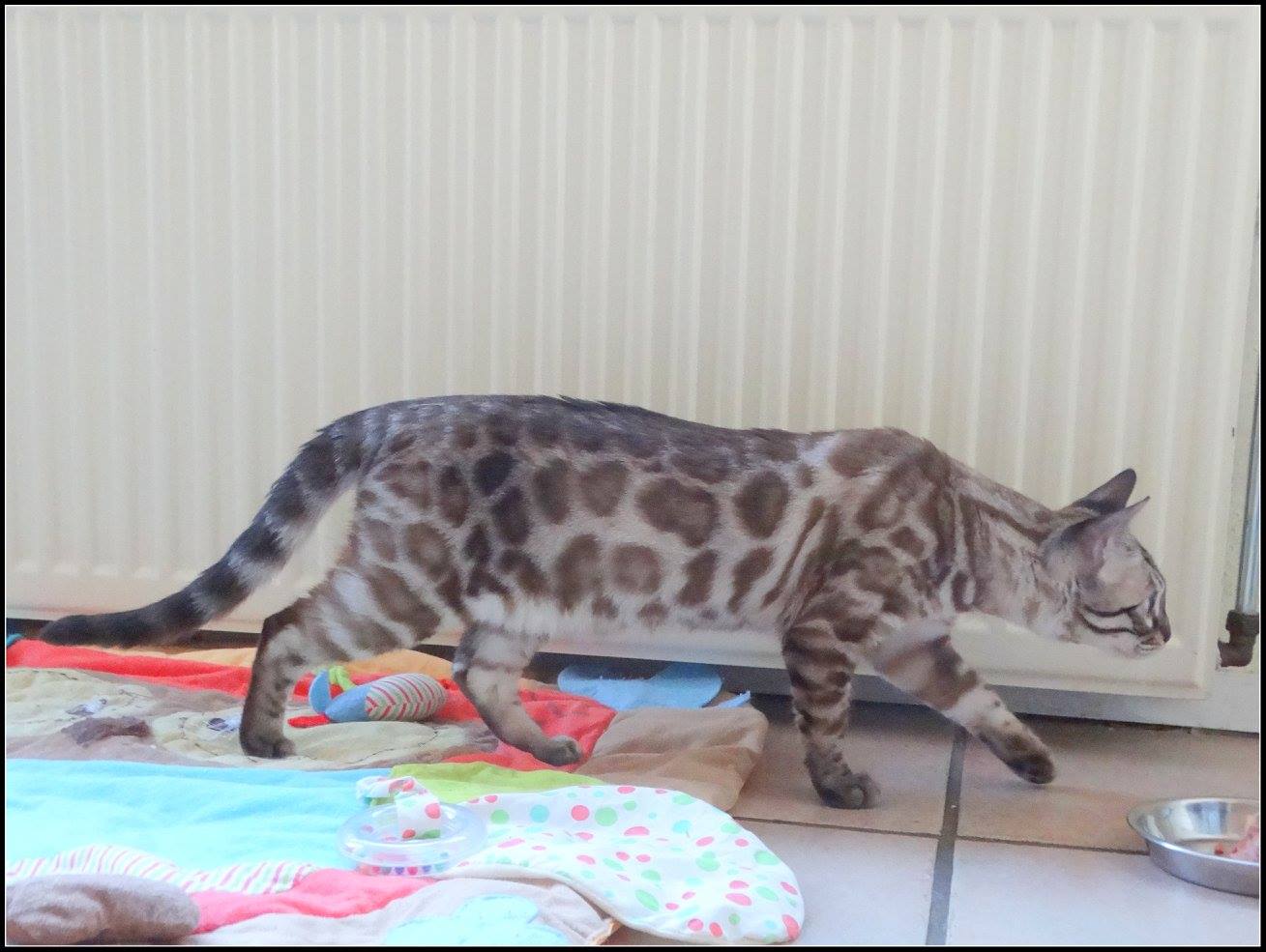 cattery one in a million- lotus