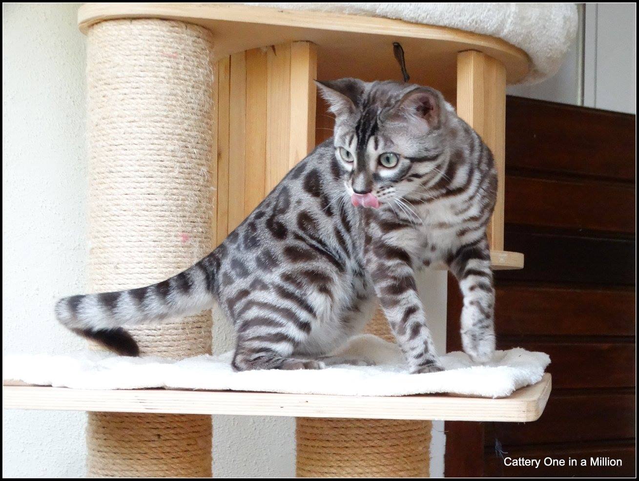 cattery one in a million - de sneeuwbengaal