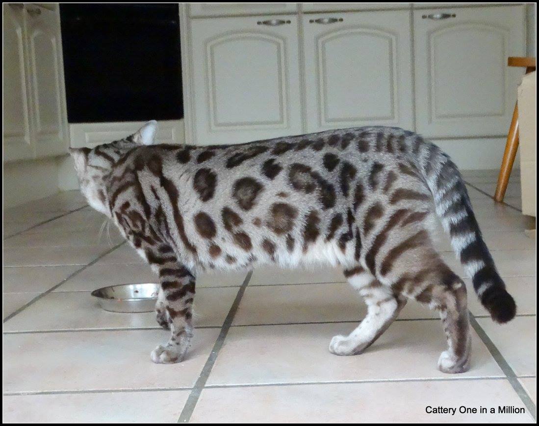 cattery one in a million - de sneeuwbengaal